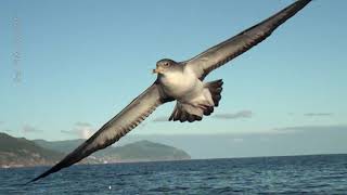 Cagarro Calonectris borealis nos Açores  Cory’s shearwater Calonectris borealis in the Azores [upl. by Wayolle]