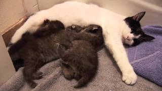 BOBCAT KITTENS adopted by house cat [upl. by Presley]