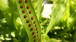 Propagating Ferns from Spores – Family Plot [upl. by Artenek482]