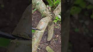 Pruning Plumeria [upl. by Carney]