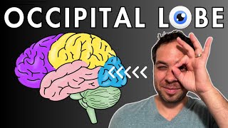 The Occipital Lobe Visual Cortex  Location and Function [upl. by Llednik]