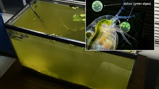 Raising Daphnia for the Freshwater Aquarium [upl. by Modla]