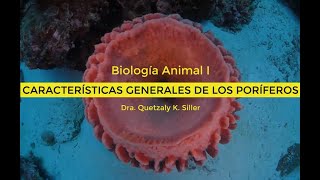 LAS ESPONJAS O PORÍFEROS Animales Invertebrados  Videos Educativos para Niños [upl. by Wells]