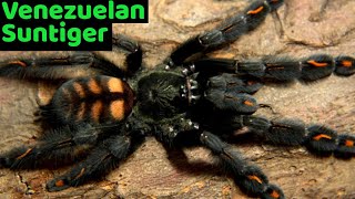 Venezuelan Suntiger Tarantula Psalmopoeus irminia Care amp Husbandry [upl. by Bollay]