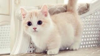 CUTE AND FUNNY MUNCHKIN CATS COMPILATION [upl. by Robbie]