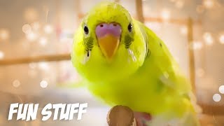 Fun Stuff to Do with a Budgie or Parakeet [upl. by Minsat]