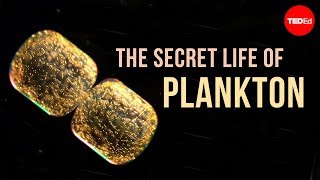 The Secret Life of Plankton [upl. by Ocker]