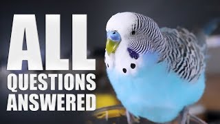 Everything You Need to know About Budgie Parakeet Care Compilation [upl. by Vaas]