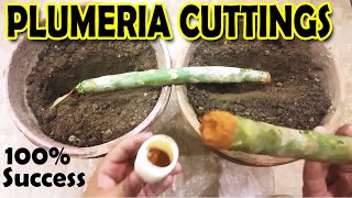 HOW TO GROW PLUMERIA FROM CUTTINGS  PLUMERIA PROPAGATION  Sprouting Seeds [upl. by Eidoc654]