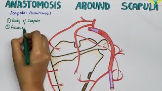 Scapular Anastamosis  Anastamosis Around the Scapula [upl. by Aztiraj]