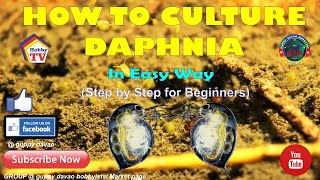 HOW TO CULTURE DAPHNIA In Easy Way [upl. by Asirem]