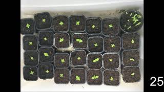 How to germinate Paulownia tree from seeds [upl. by Michella]