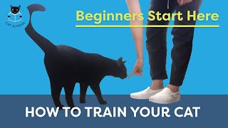 How To Train Your Cat Beginners Start Here [upl. by Elwira377]