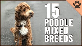 15 Poodle Mix Breeds That Will Melt Your Heart [upl. by Leach]