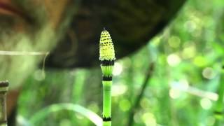 Equisetum hyemale releases spores [upl. by Anaihs]